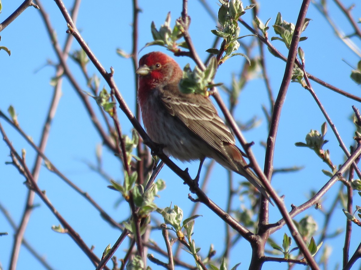 House Finch - ML55199411