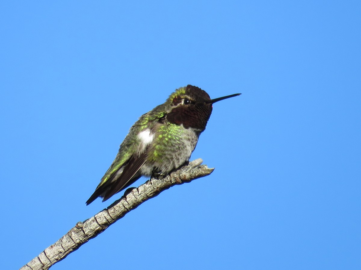 Anna's Hummingbird - ML55199481