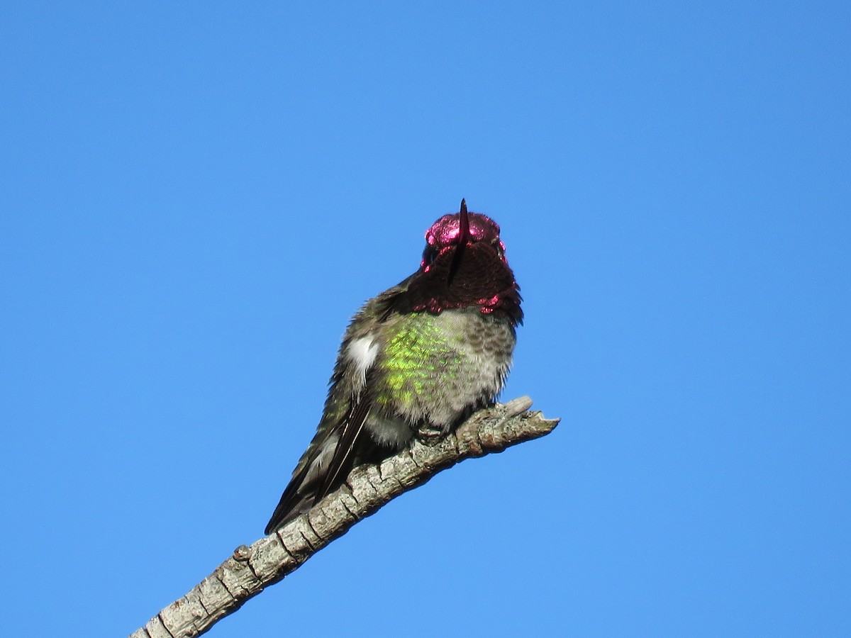 Anna's Hummingbird - ML55199491