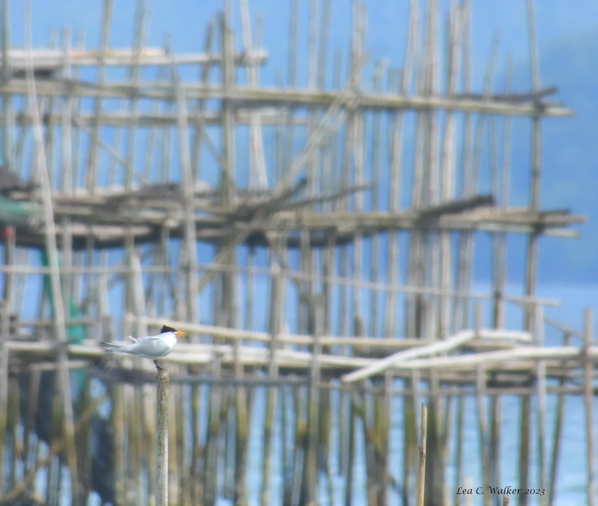 黑嘴端鳳頭燕鷗 - ML551995851