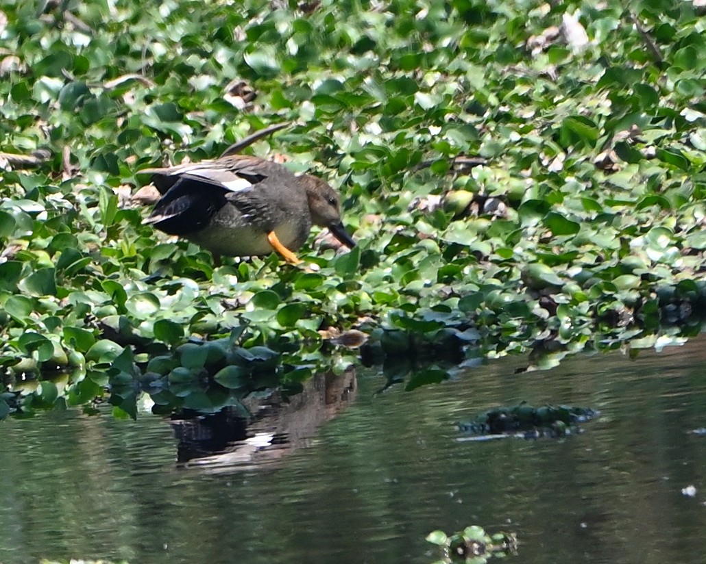 Gadwall - ML551995871