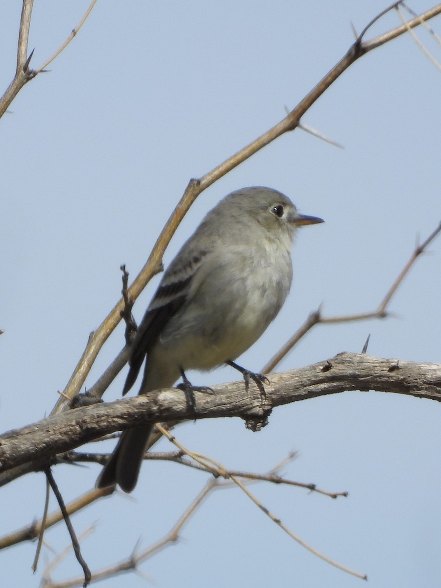 Gray Flycatcher - ML551995941