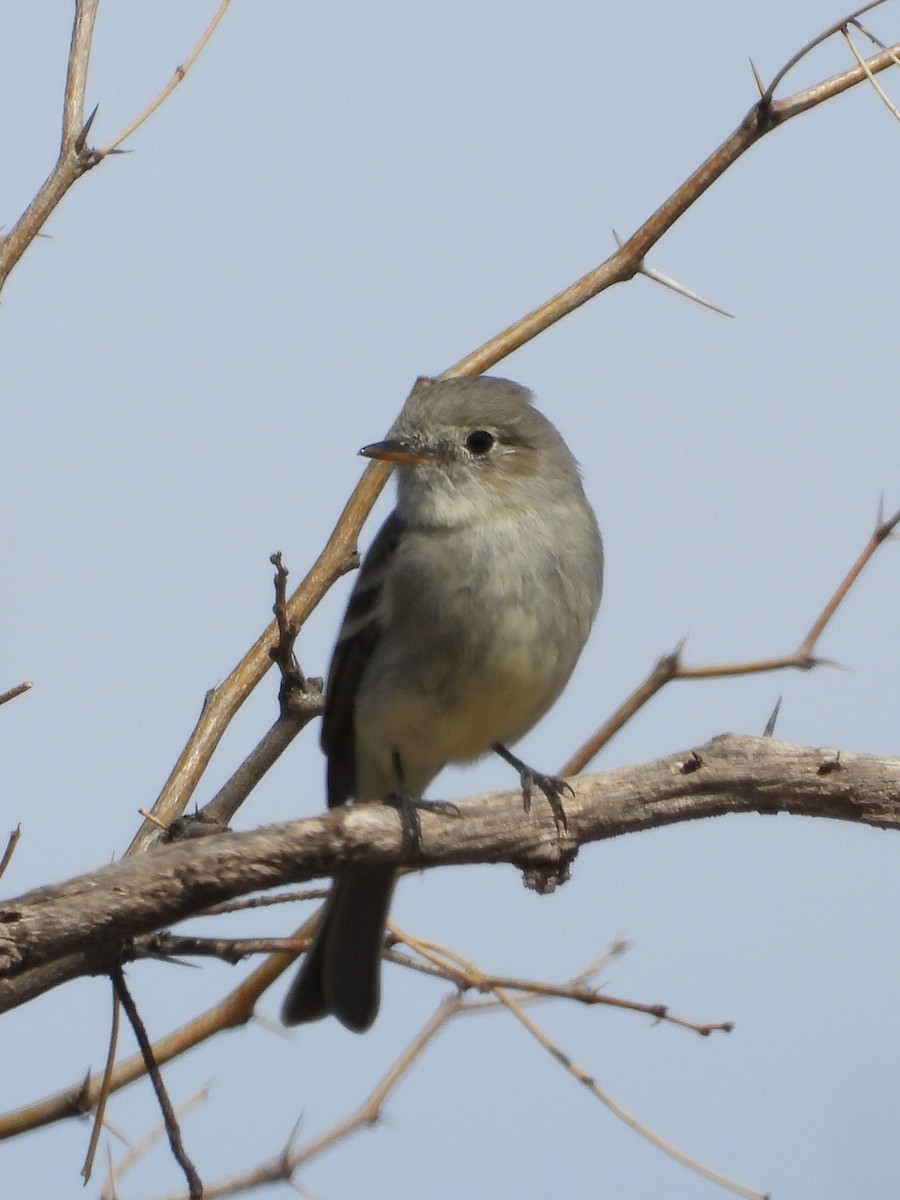 Gray Flycatcher - ML551995951
