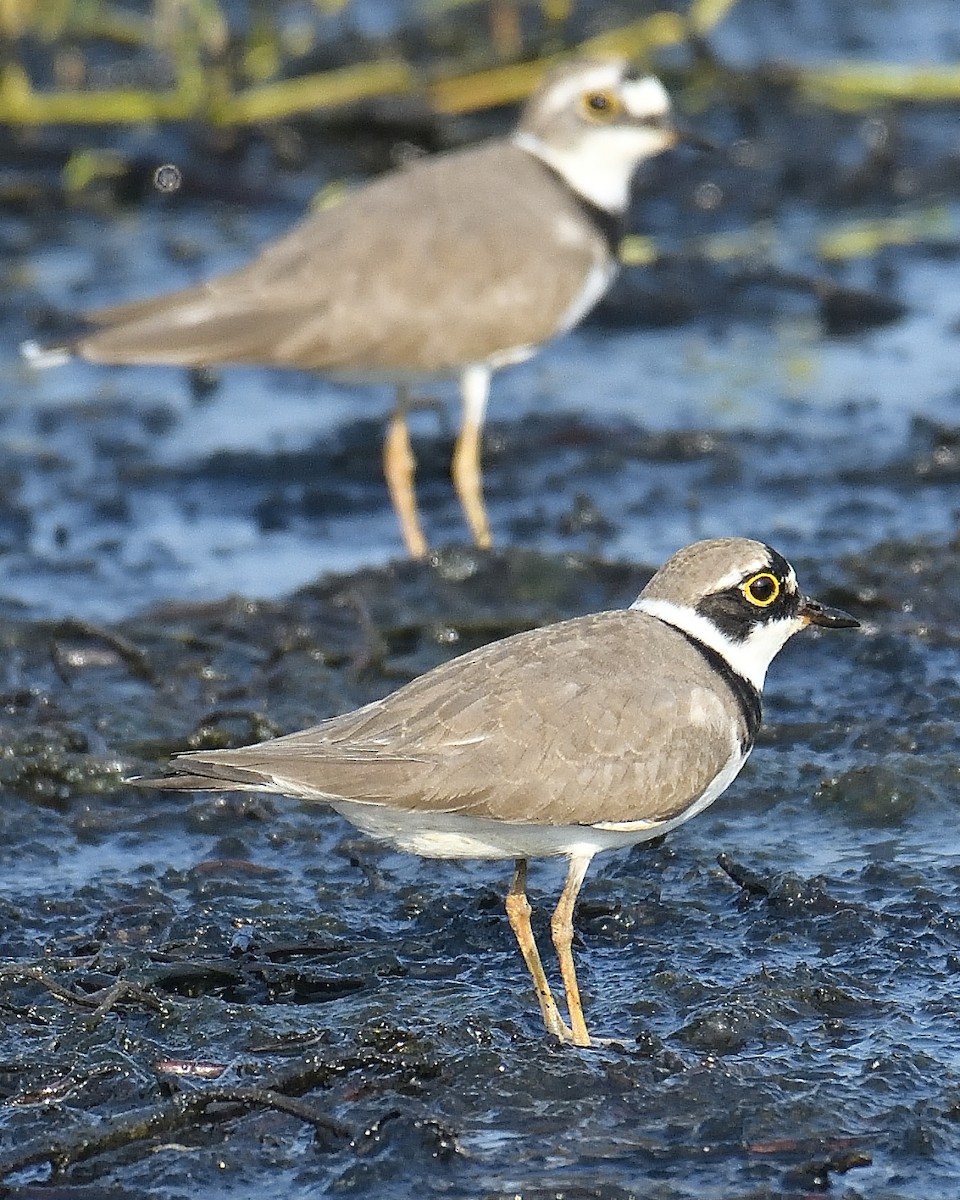 Little Ringed Plover - ML551996411