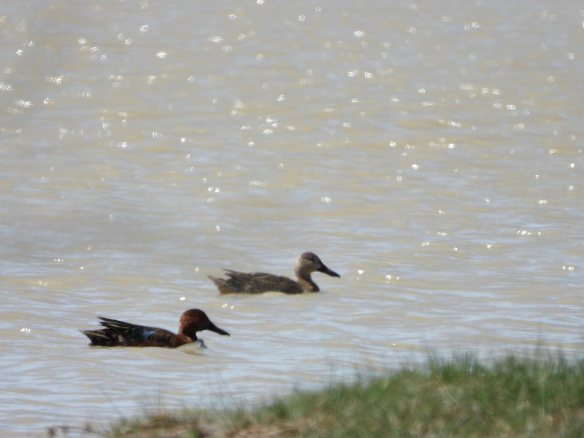 Cinnamon Teal - ML551996521