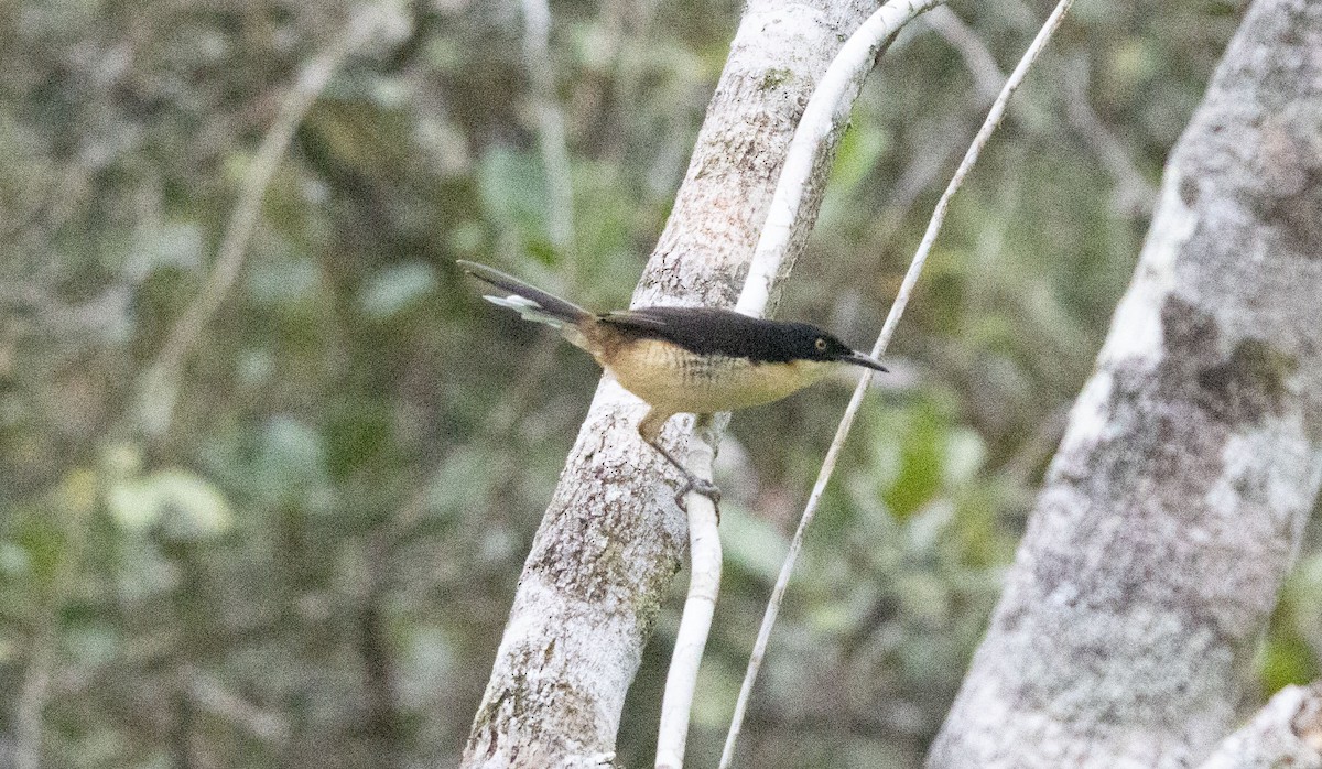 Black-capped Donacobius - ML551997311