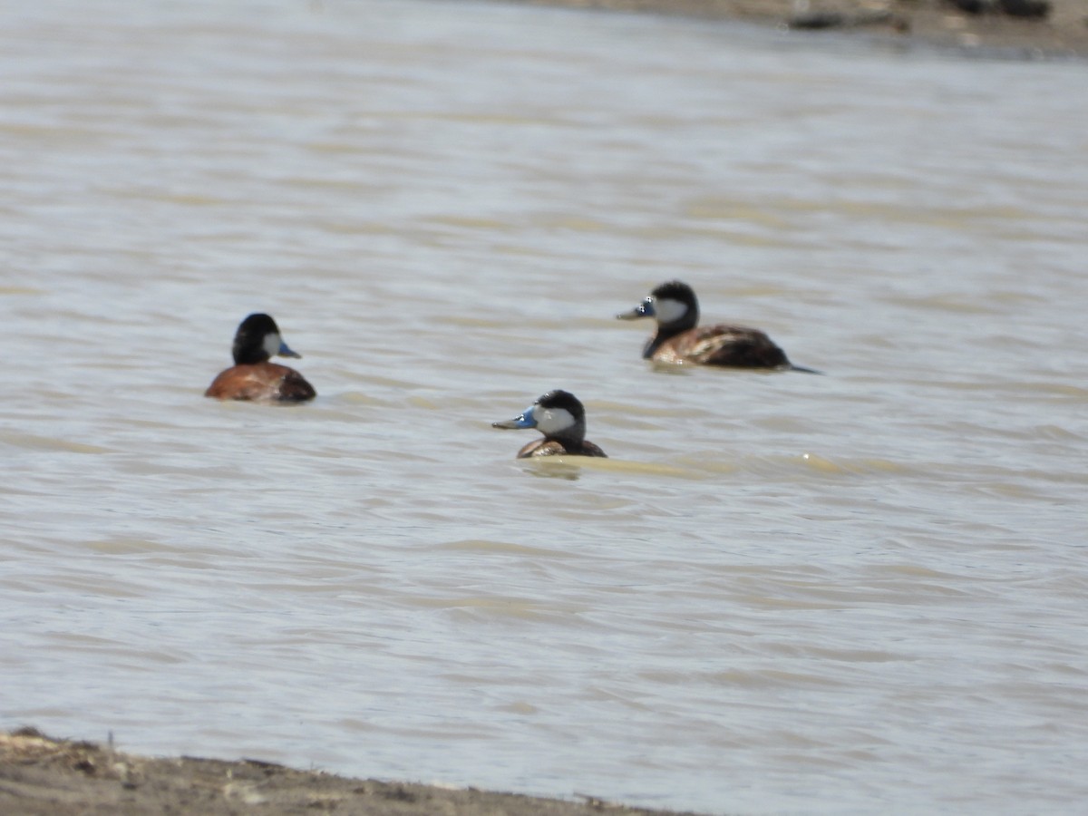 Ruddy Duck - ML551997671