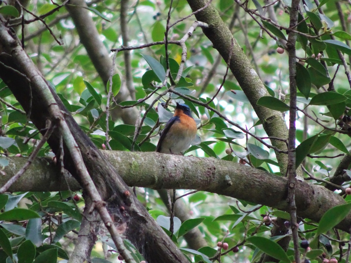 Hill Blue Flycatcher - ML551997831