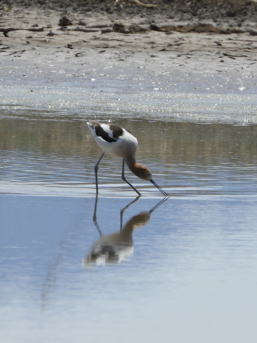 American Avocet - ML551997971