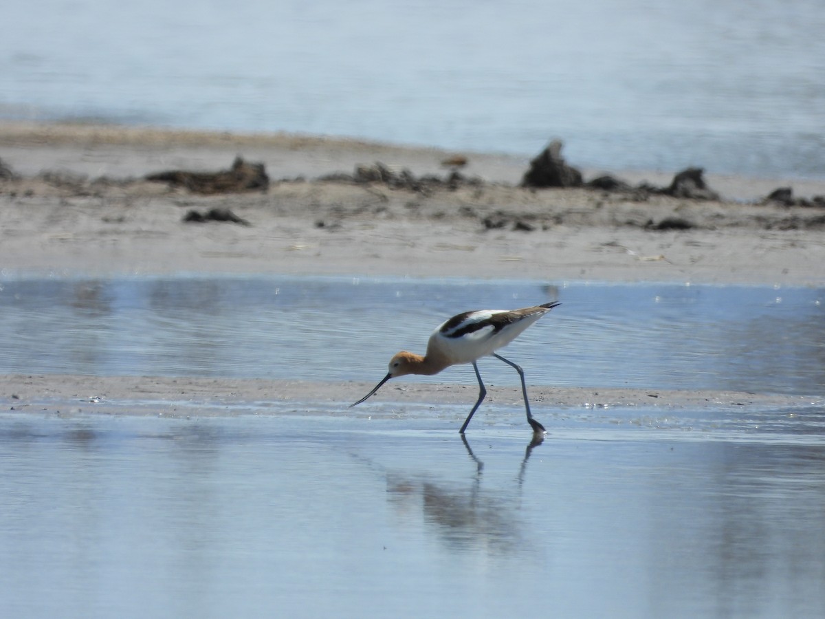 American Avocet - ML551997981
