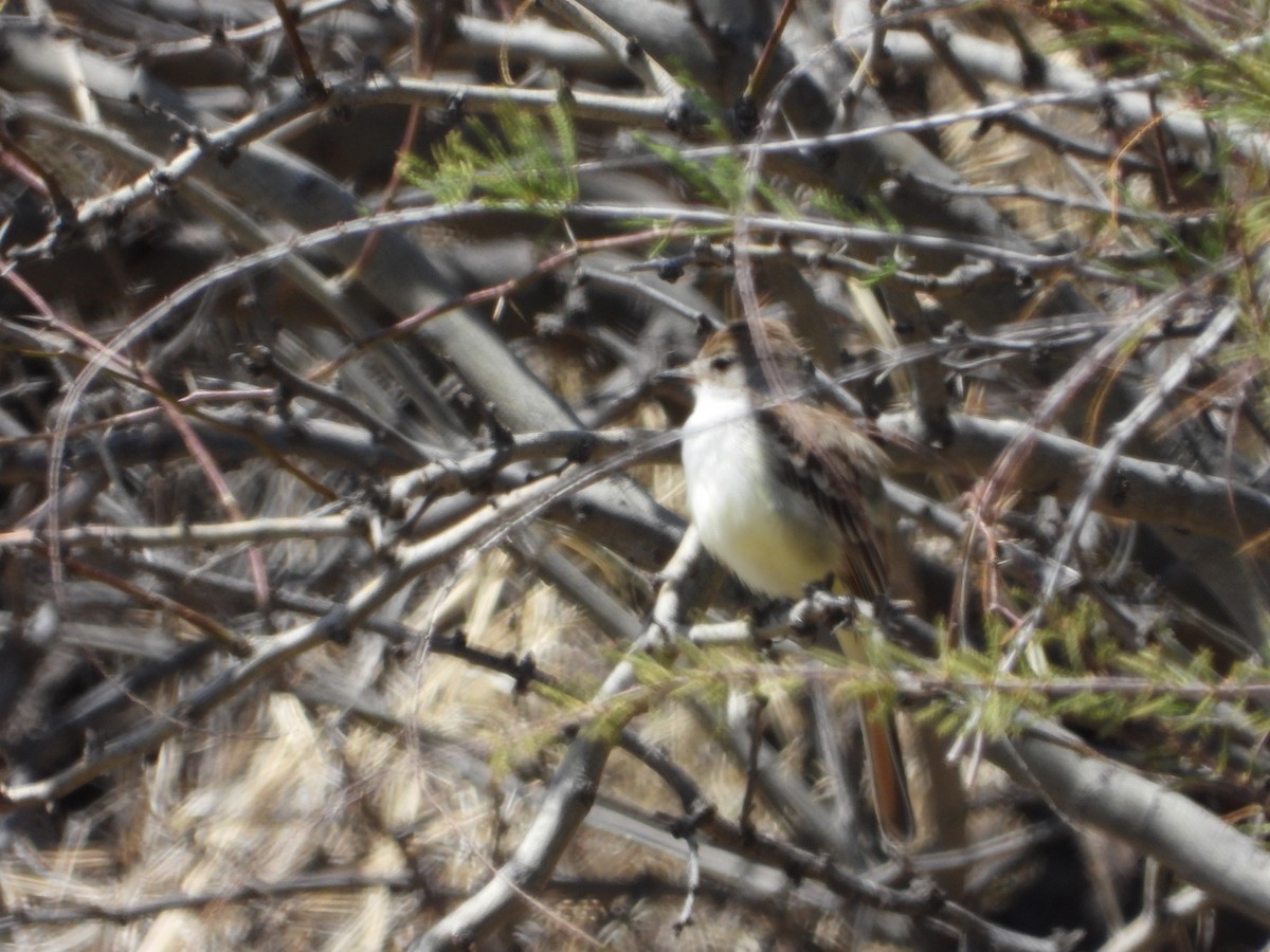 Ash-throated Flycatcher - ML551998431