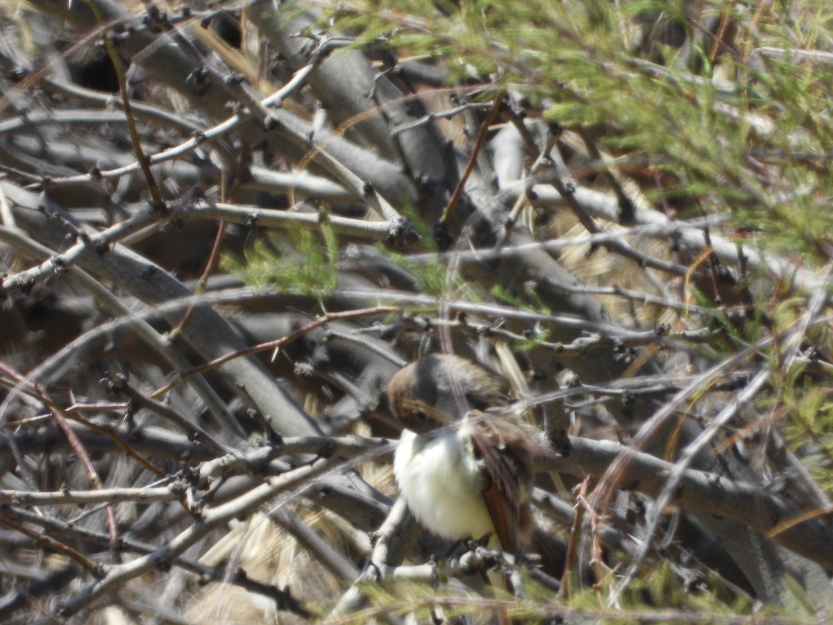 Ash-throated Flycatcher - ML551998441