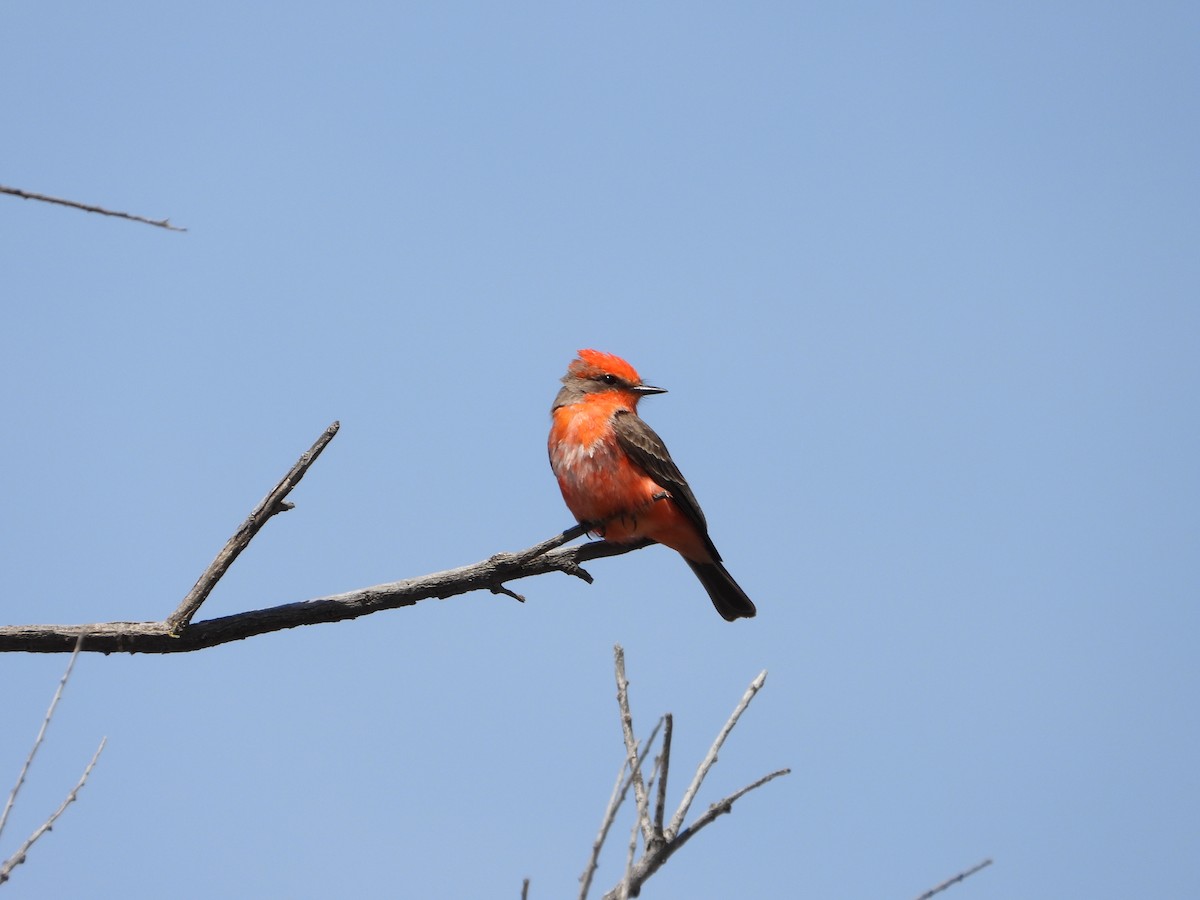 Vermilion Flycatcher - ML551998561