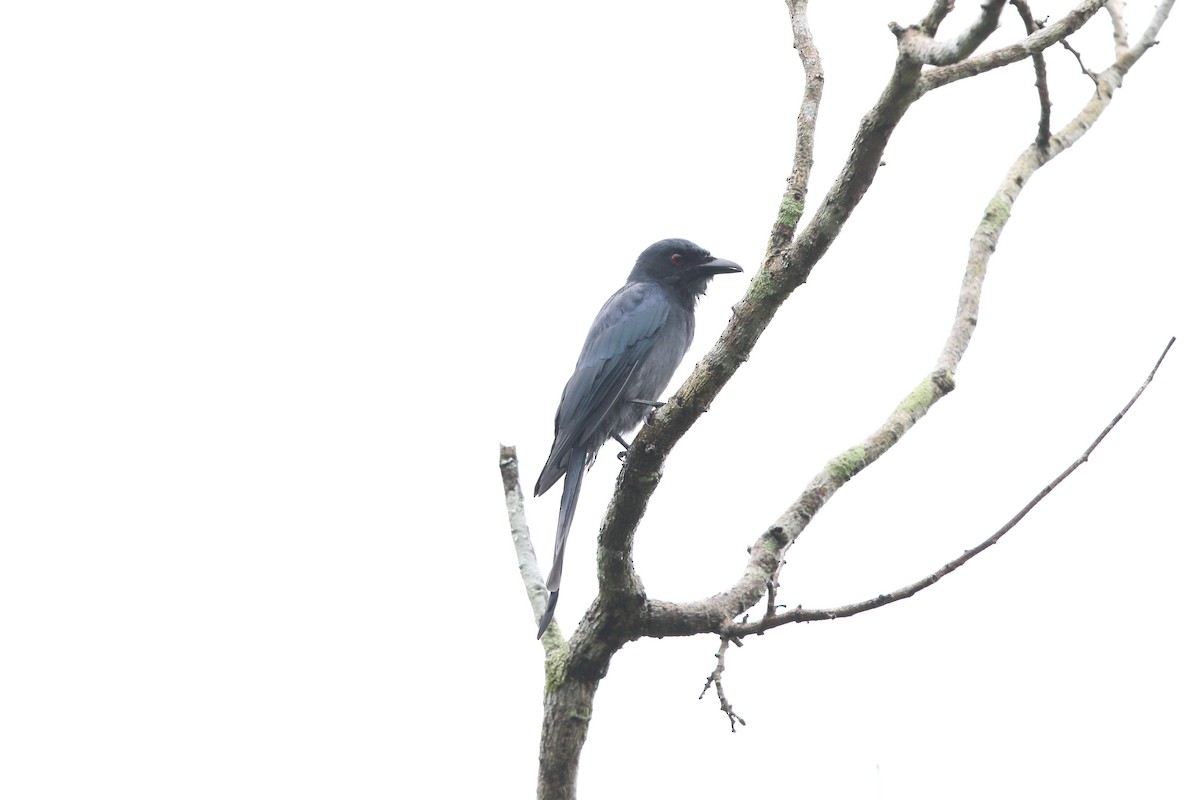 Drongo Cenizo - ML552003681