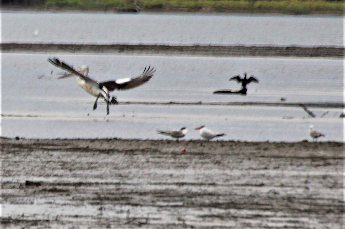 Caspian Tern - Janet Washbon