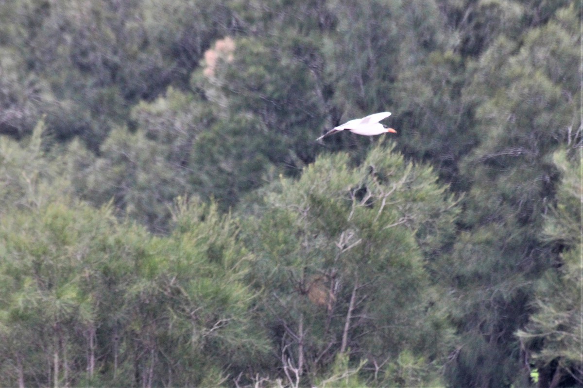 Caspian Tern - Janet Washbon