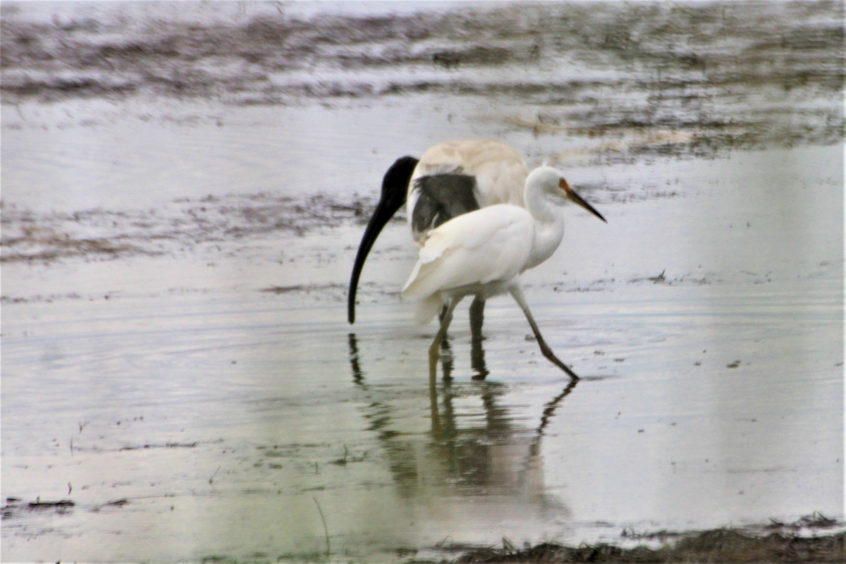 Little Egret - ML552005031