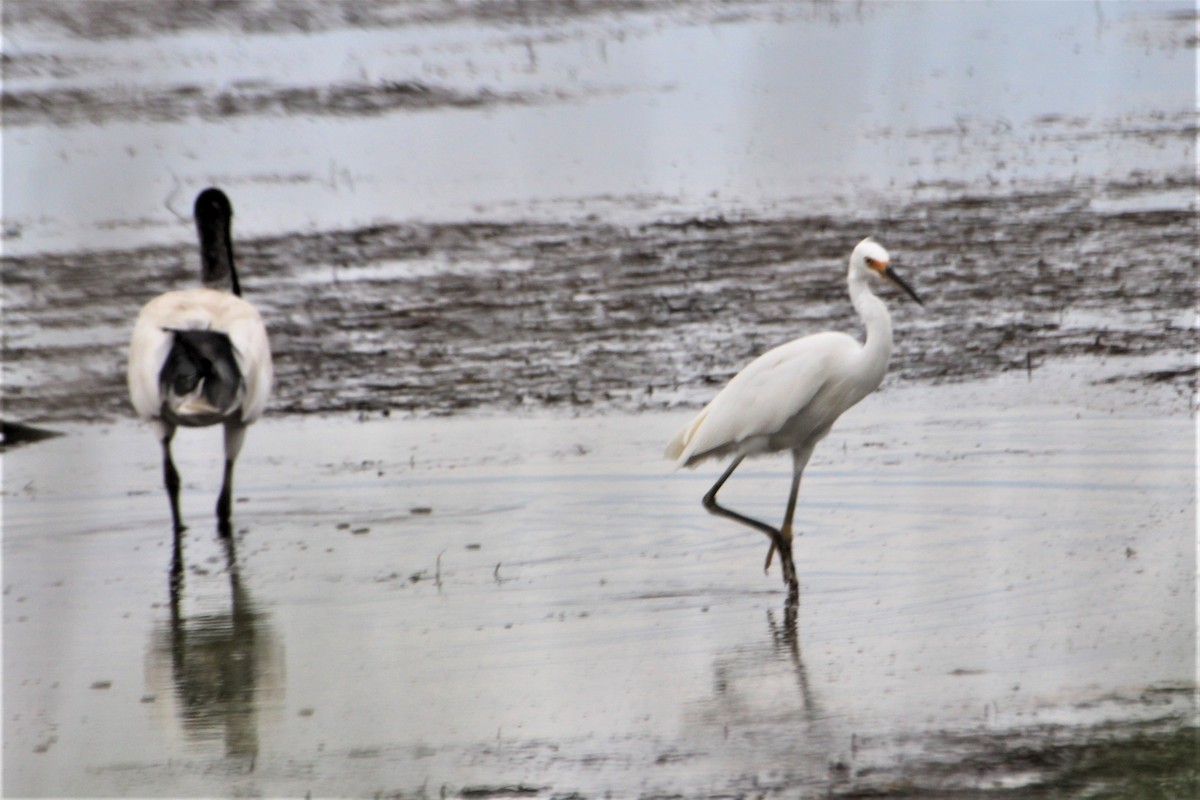 Little Egret - Janet Washbon