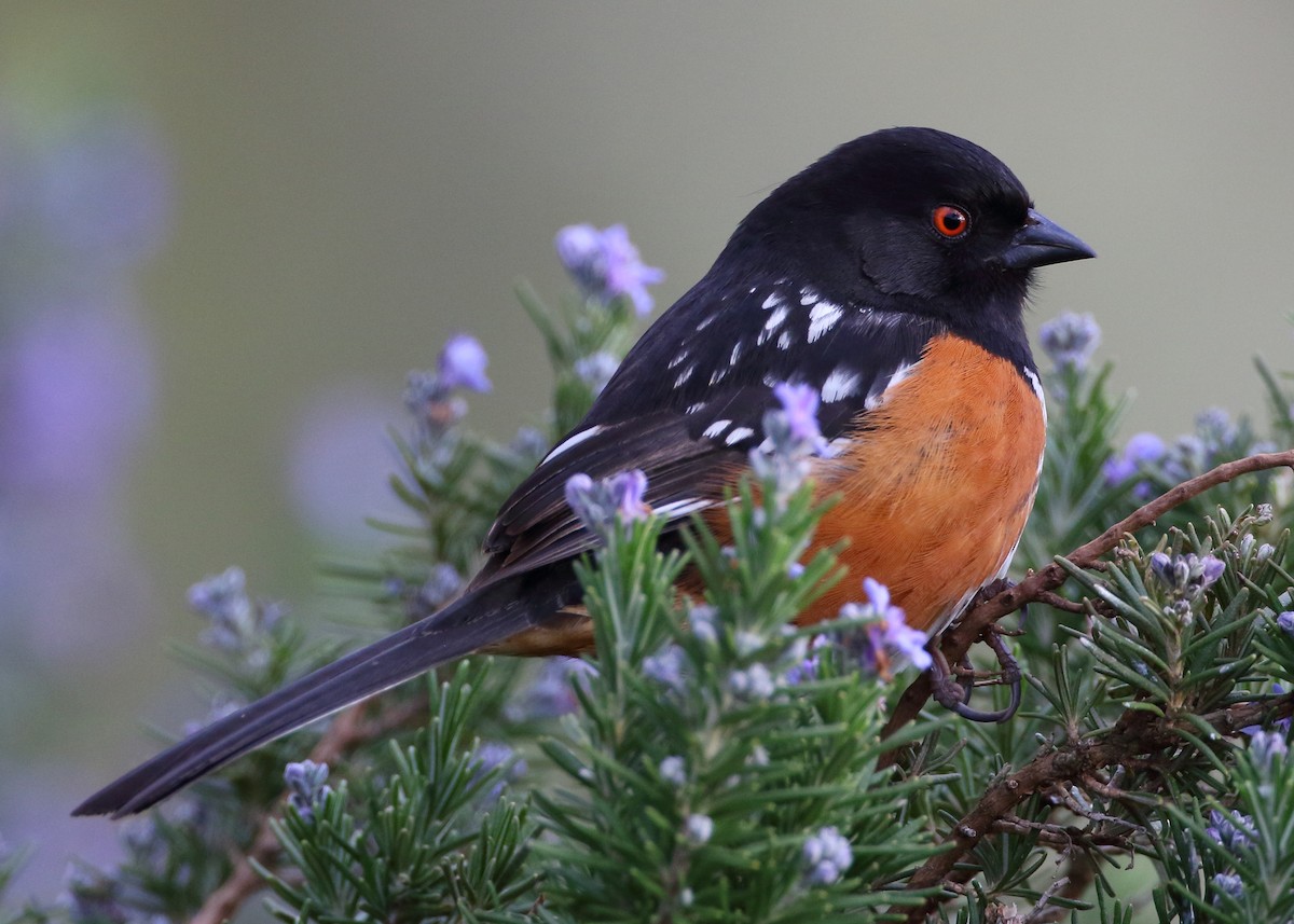 Spotted Towhee - ML552005331