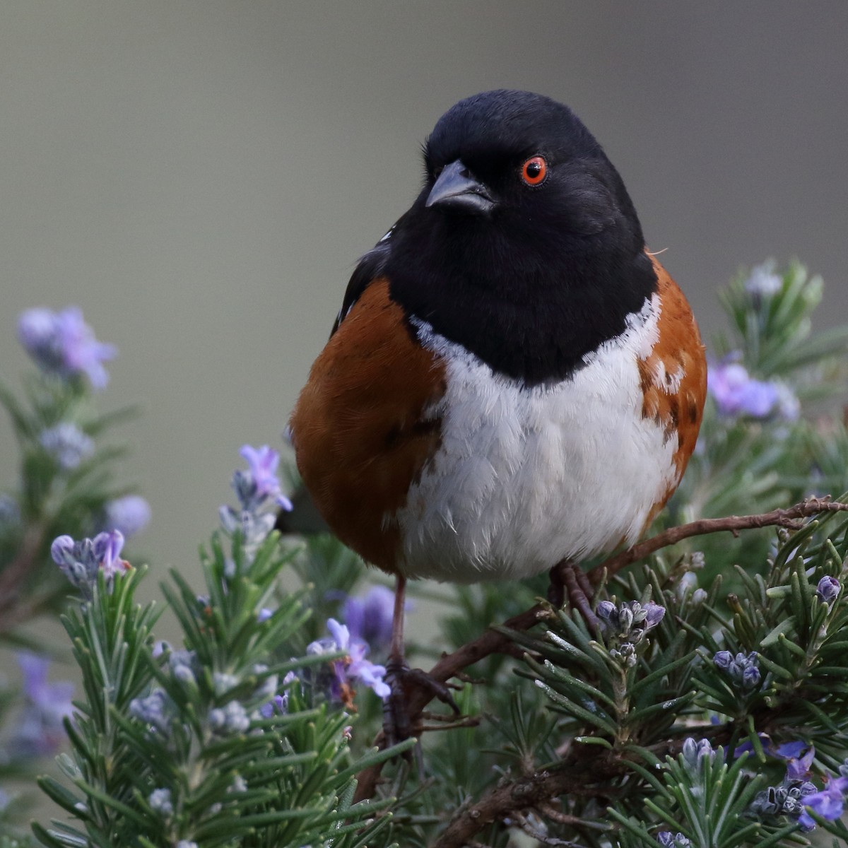 Spotted Towhee - ML552005371