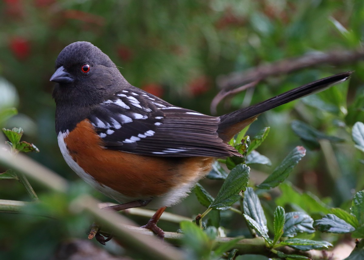 Spotted Towhee - Kent Leland