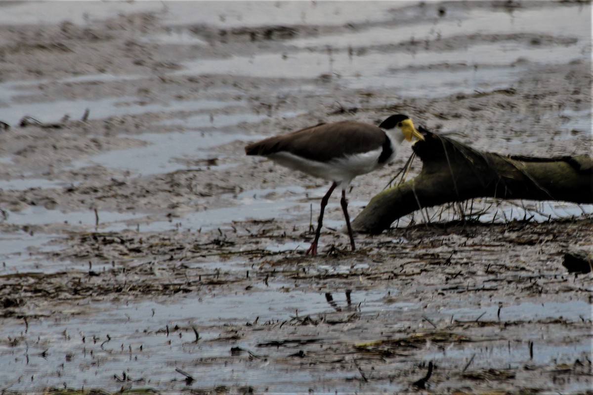 Masked Lapwing - ML552005511