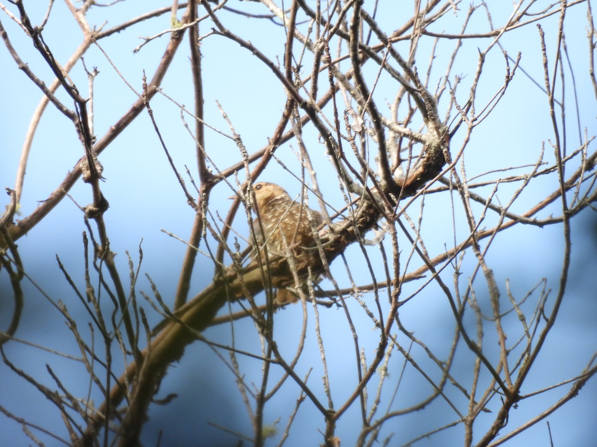 Regent Bowerbird - ML552005701