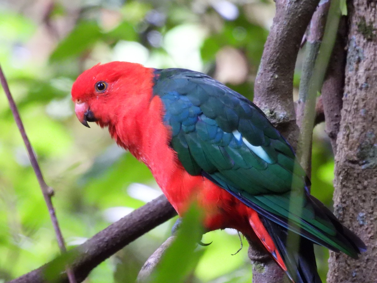 Australian King-Parrot - ML552005721