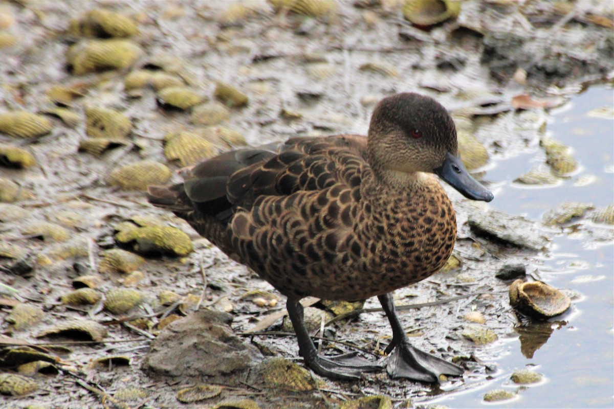 Gray Teal - Janet Washbon