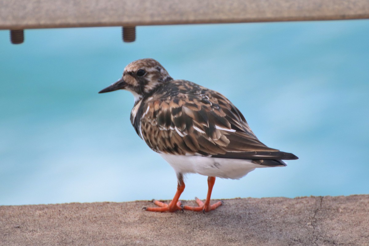 Ruddy Turnstone - ML552006071