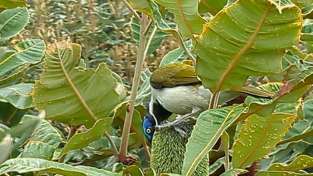 blåmaskehonningeter (cyanotis gr.) - ML552006251