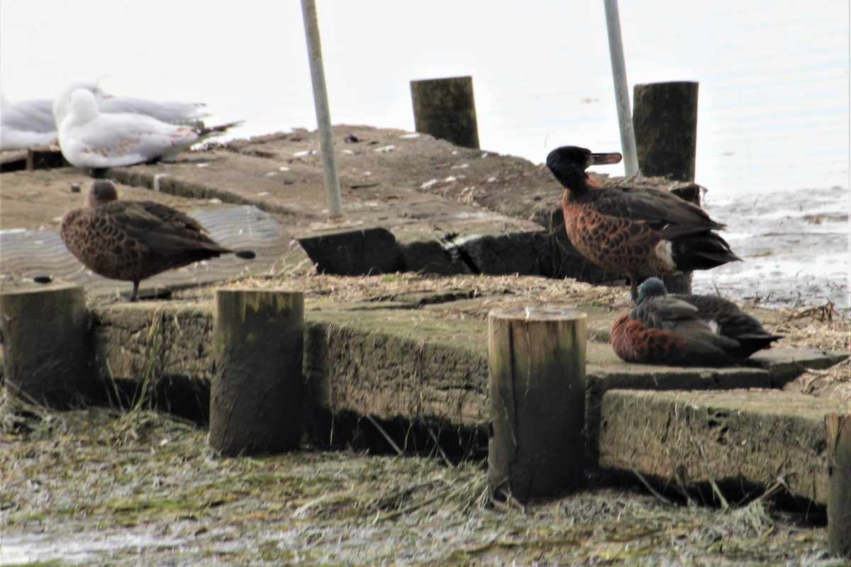 Chestnut Teal - Janet Washbon