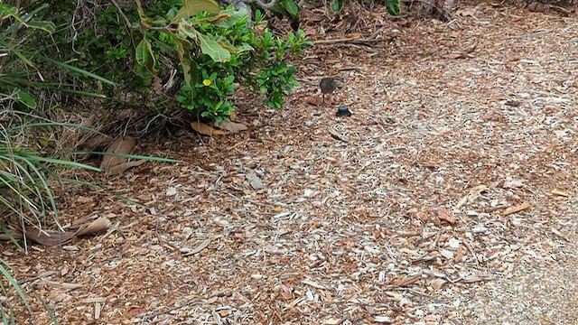 Buff-banded Rail - ML552006391