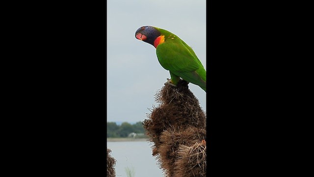 Rainbow Lorikeet - ML552006531