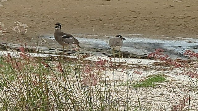 Beach Thick-knee - ML552006921