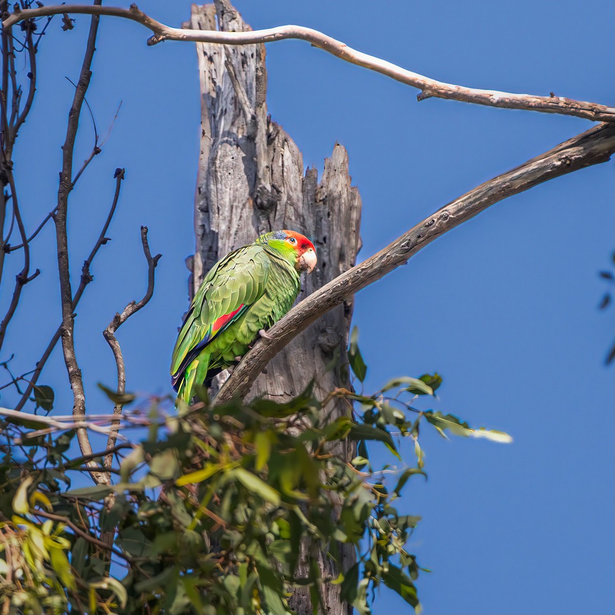 Red-crowned x Red-lored Amazon (hybrid) - ML552007061