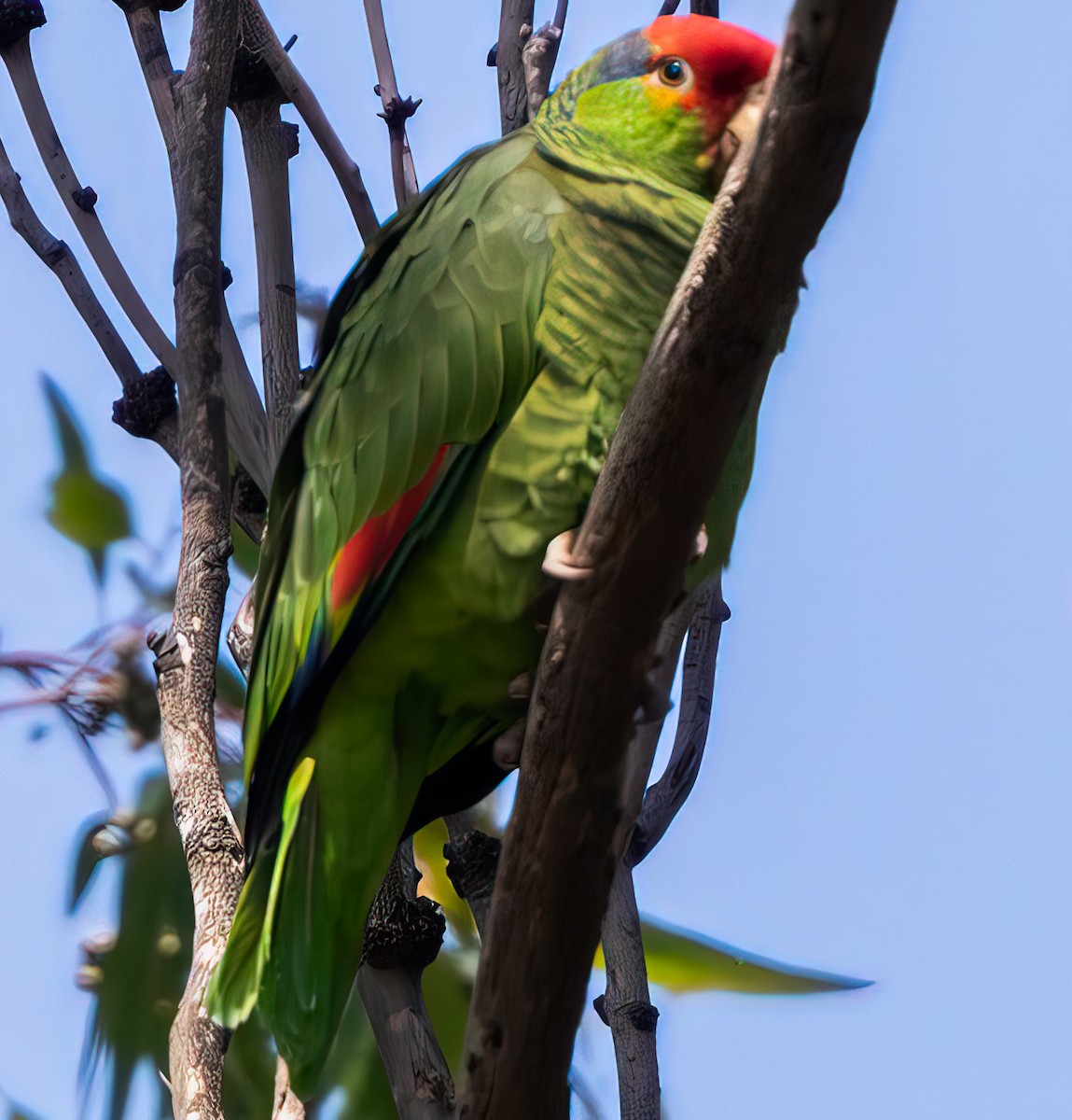 Red-crowned x Red-lored Parrot (hybrid) - ML552007171