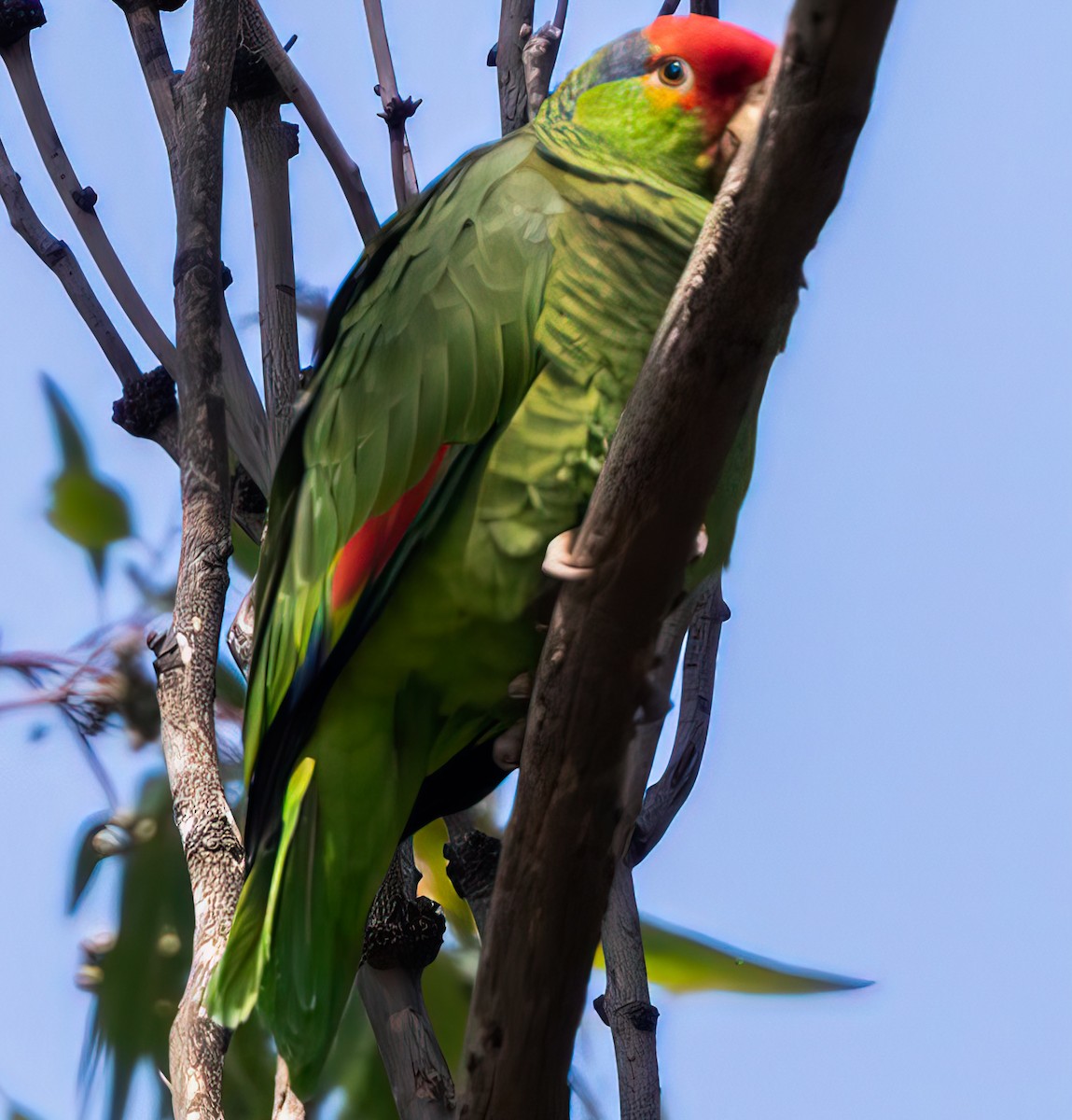Red-crowned x Red-lored Amazon (hybrid) - ML552007171