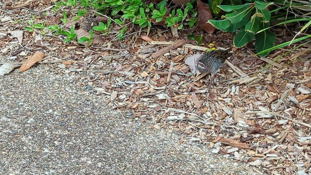 Buff-banded Rail - ML552007331