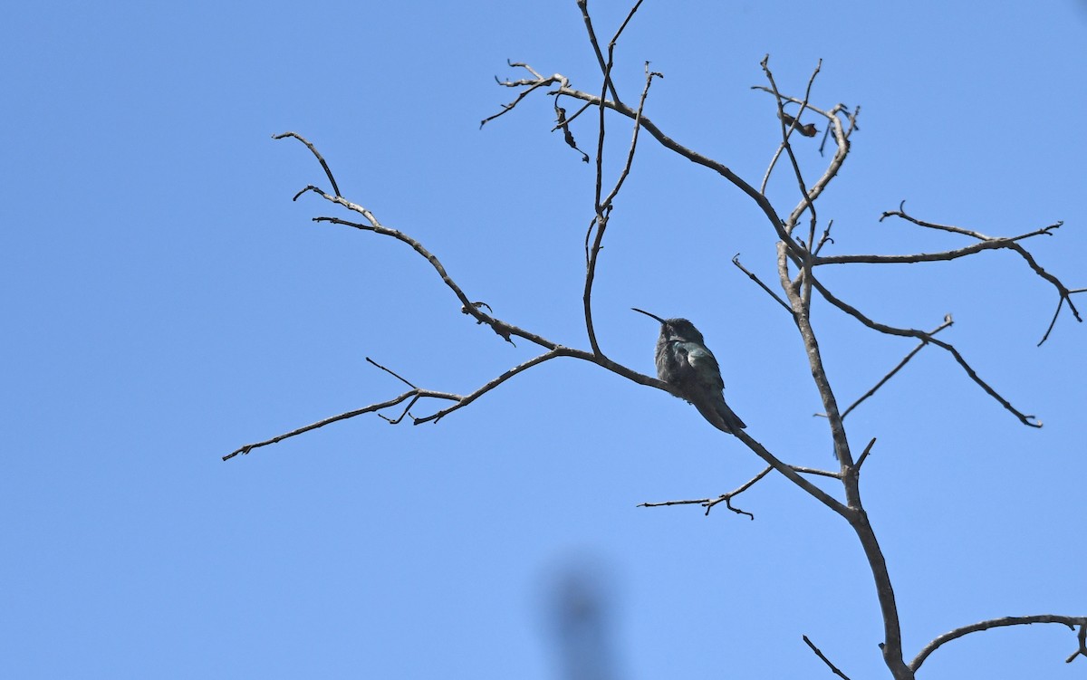 Blauschwanz-Buffonkolibri - ML552007651