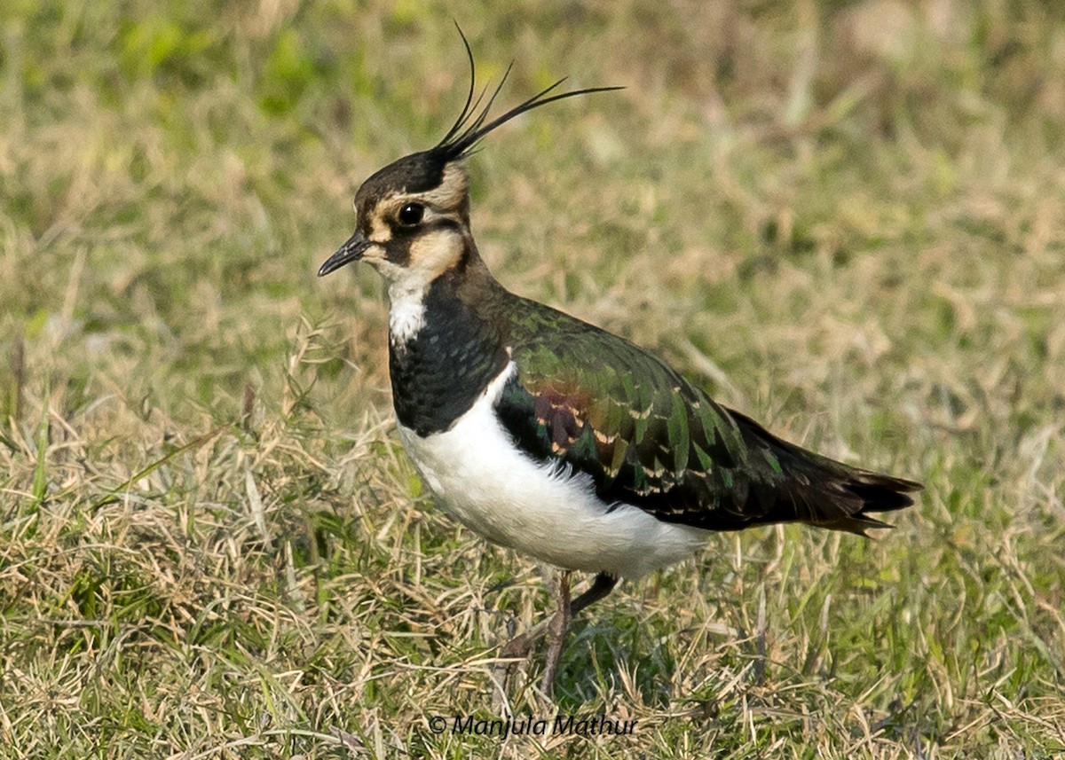 Northern Lapwing - ML552007931