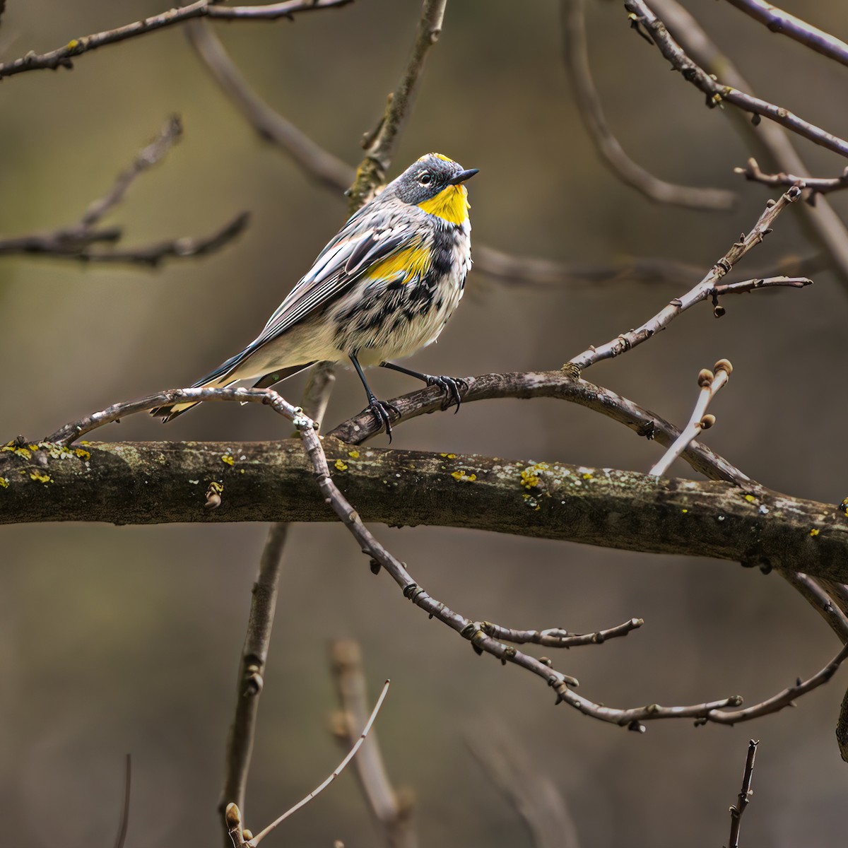 Yellow-rumped Warbler (Audubon's) - chef Ito