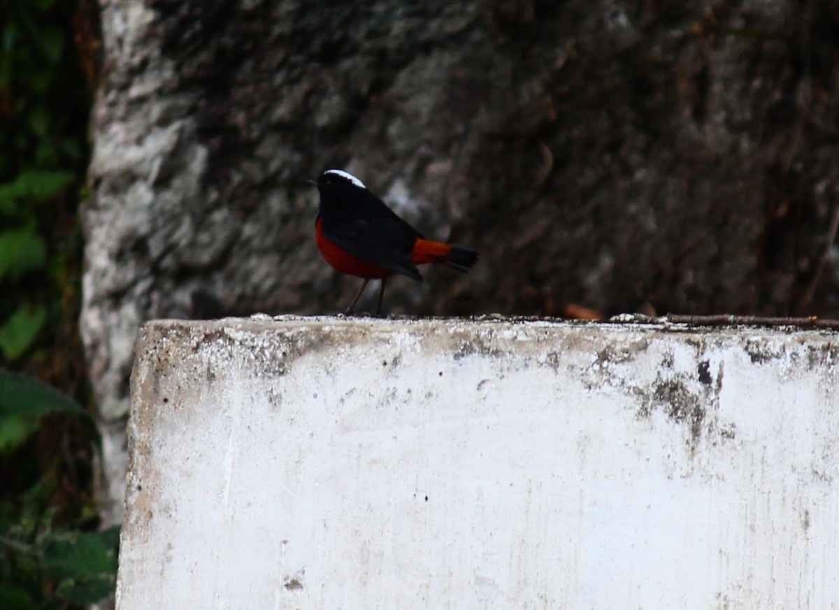 White-capped Redstart - ML552008161