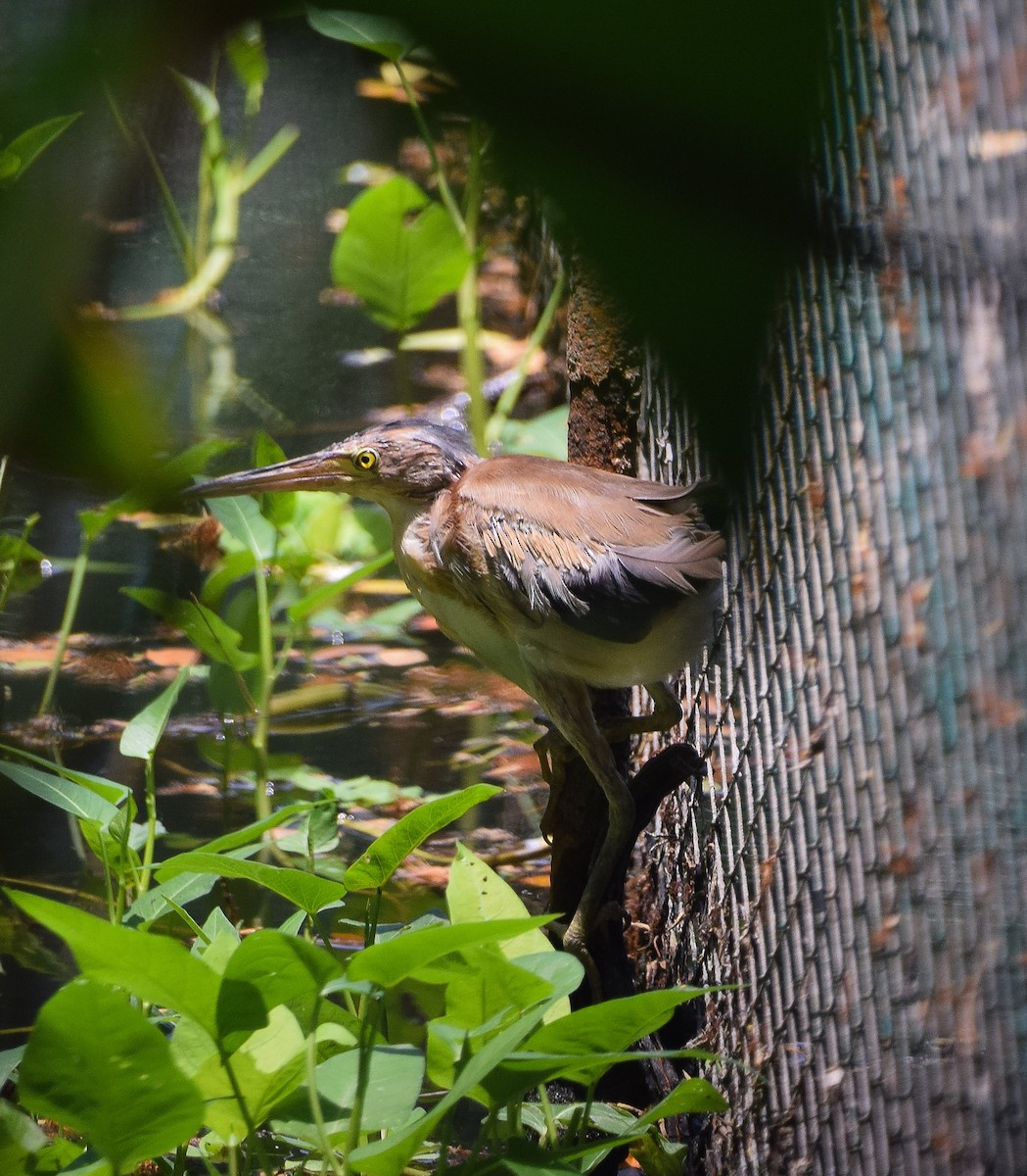 Yellow Bittern - ML55200831