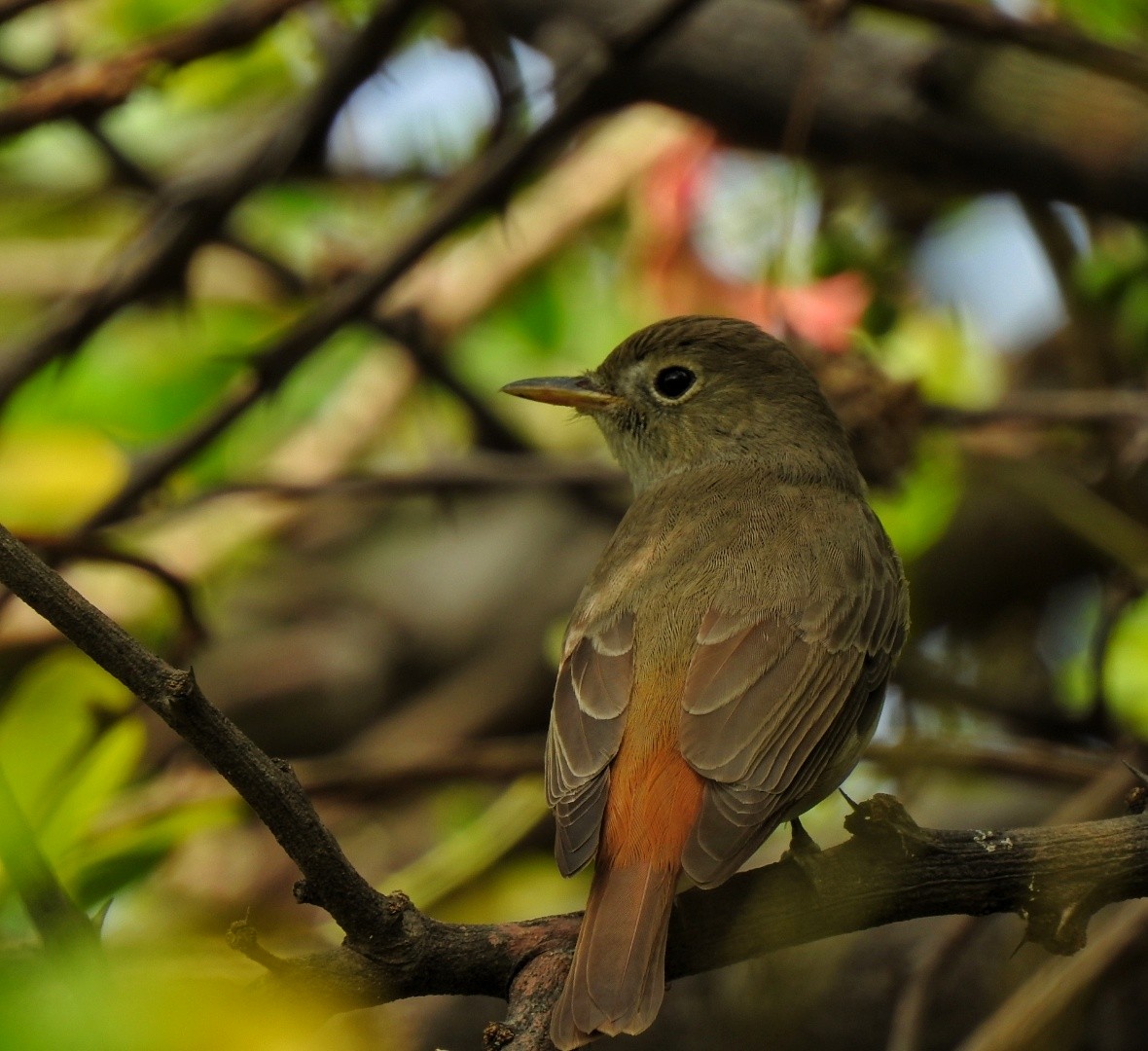 Rusty-tailed Flycatcher - ML552009261