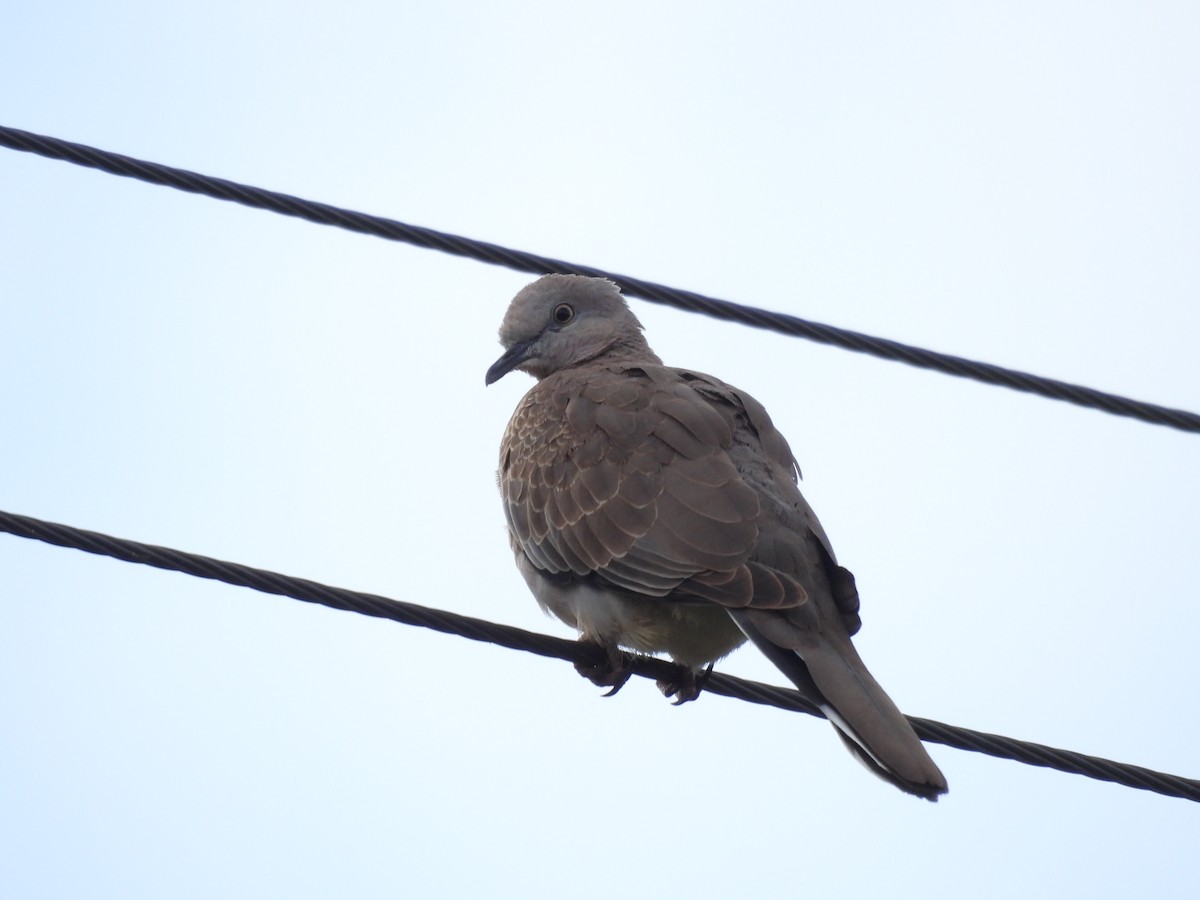 Spotted Dove - ML552009381