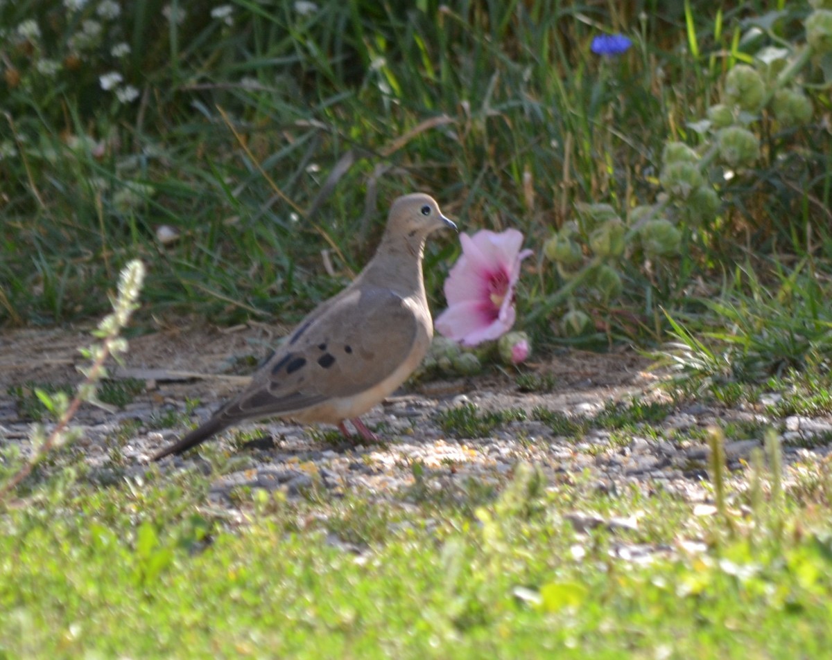 Mourning Dove - ML552009741