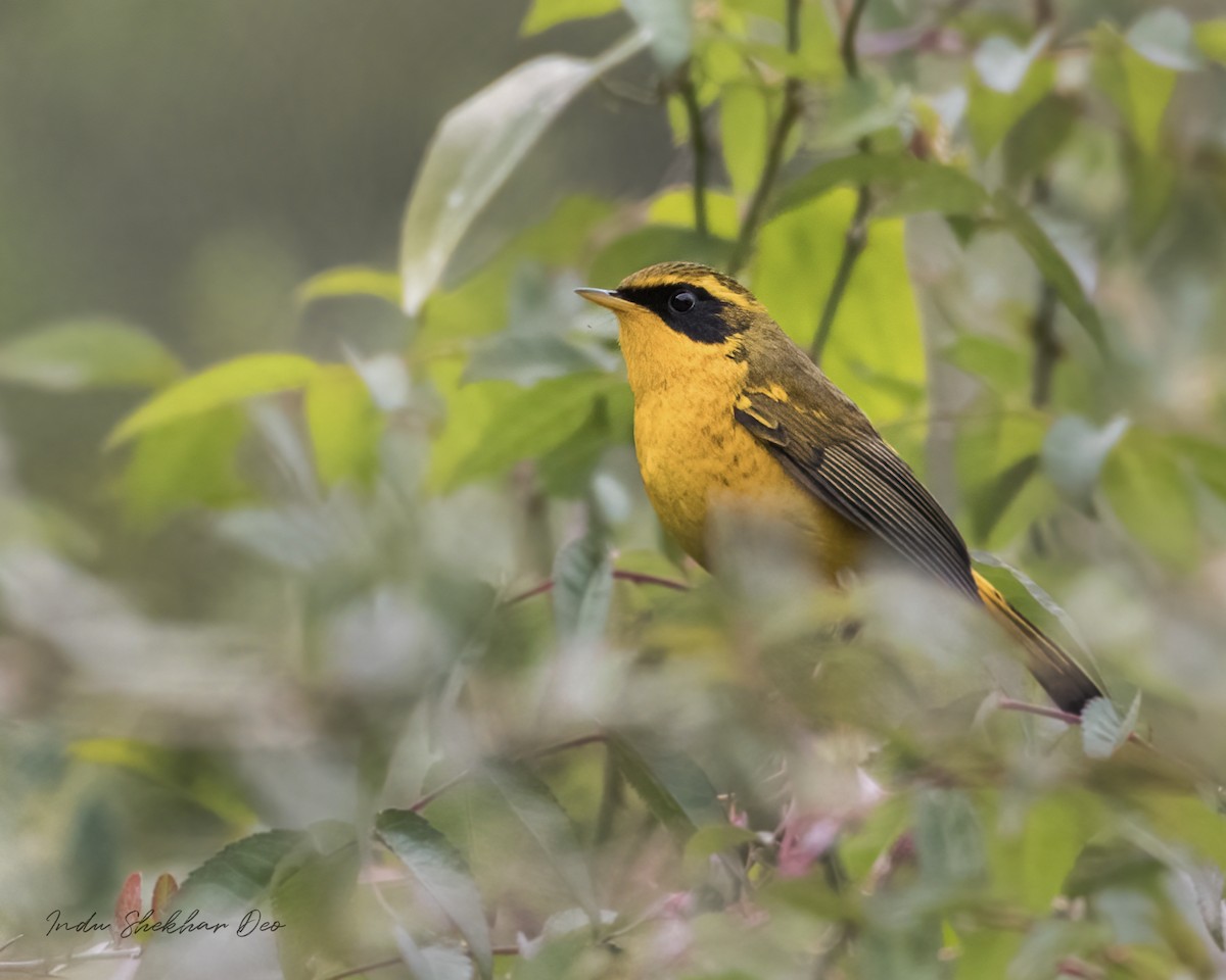 Golden Bush-Robin - ML552009941