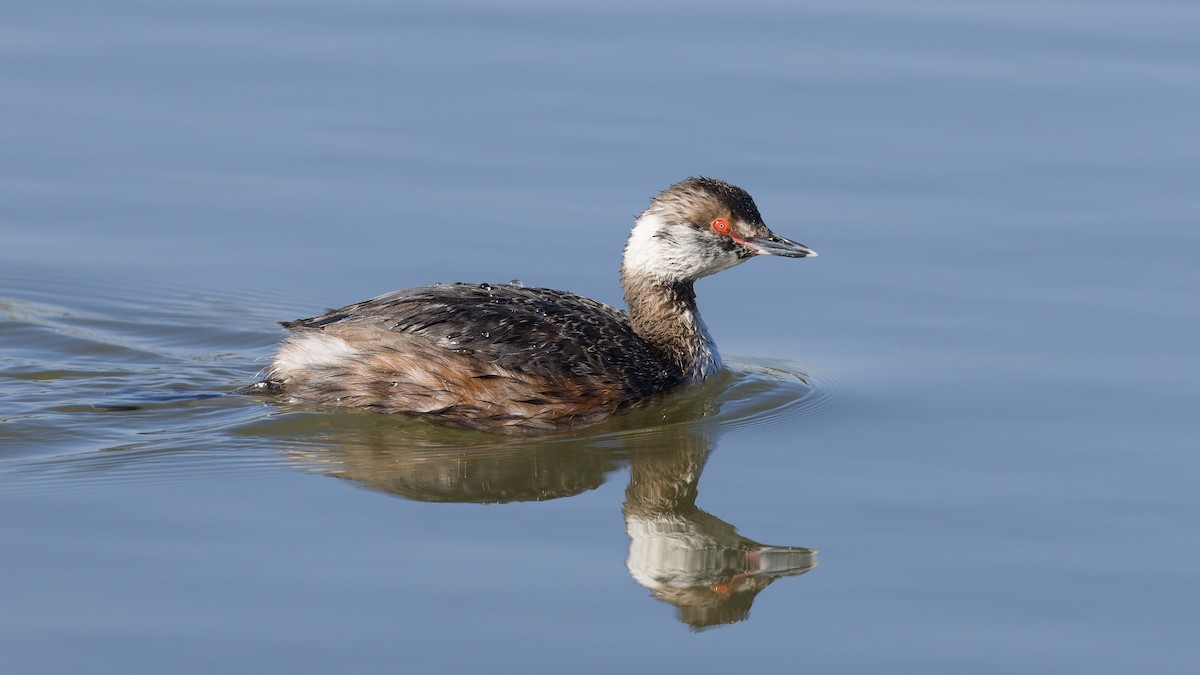 Horned Grebe - ML552010791