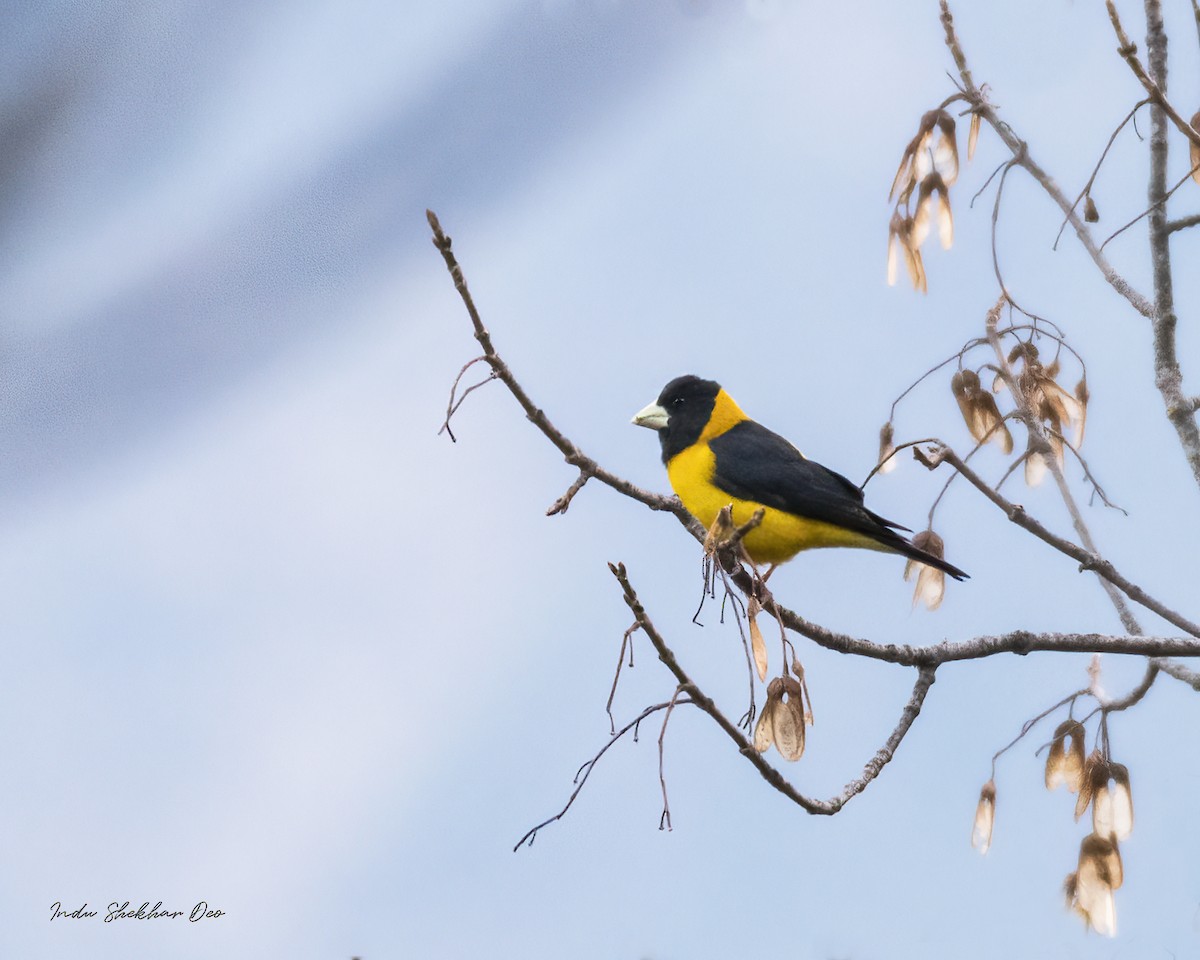 Collared Grosbeak - ML552011821